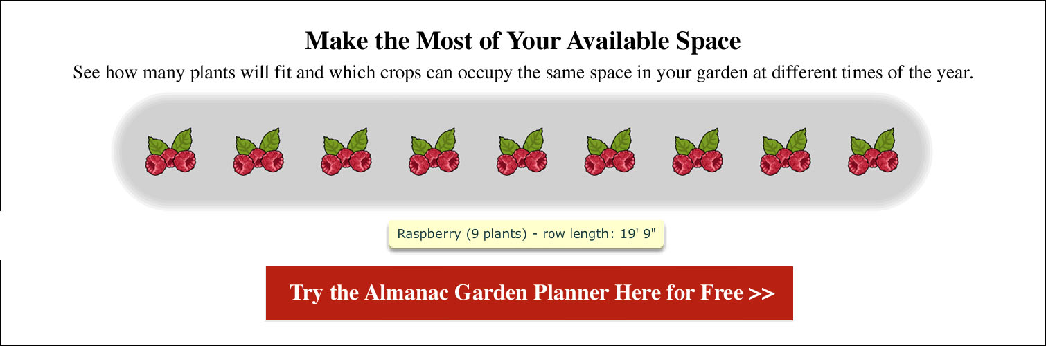 Spacing for Raspberries